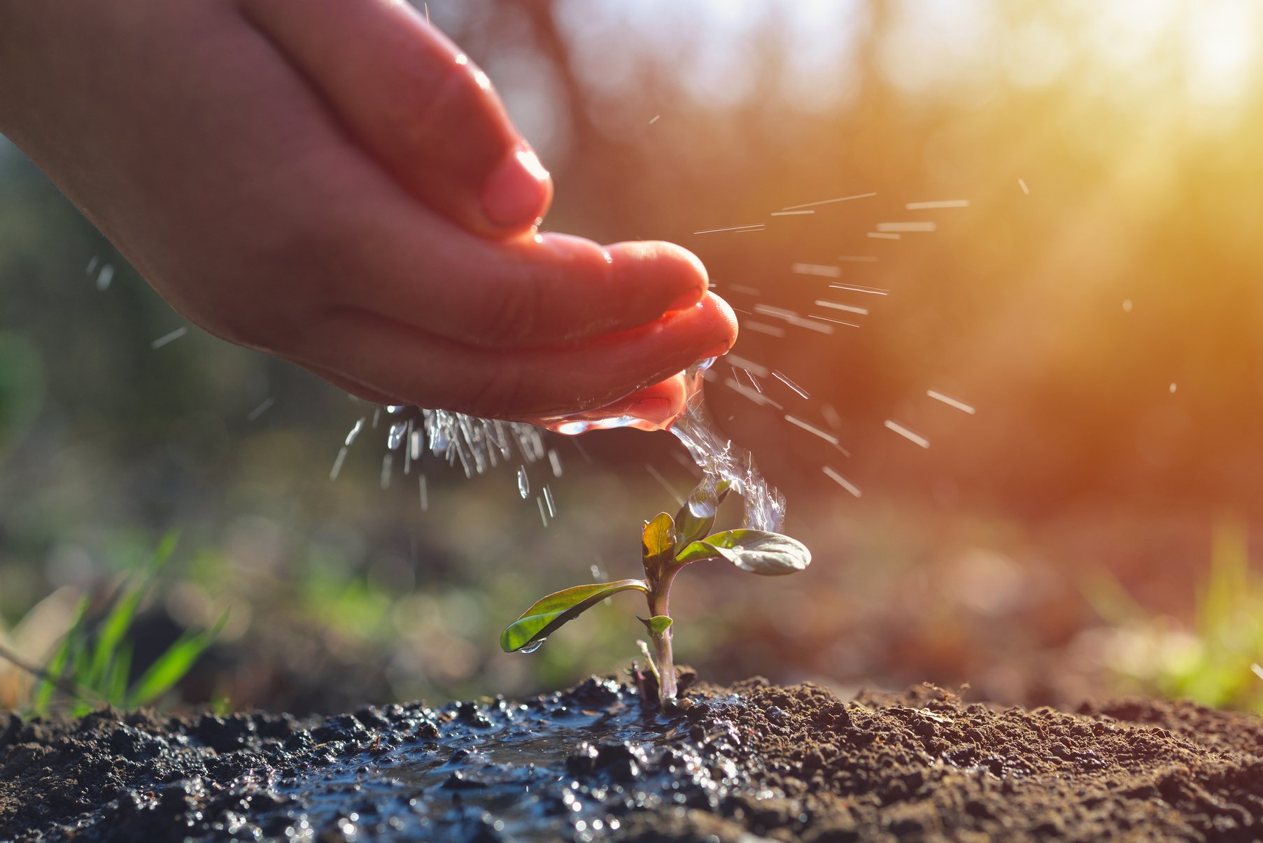 Young Farmer Watering a Young Plant